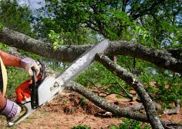 Leaf Removal in South Chicago Heights, IL